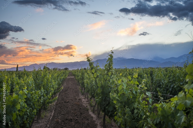 PROGRAMA COMBINADO: MENDOZA Y SAN RAFAEL | VINO Y CORDILLERA