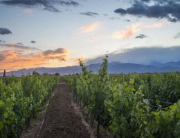 PROGRAMA COMBINADO: MENDOZA Y SAN RAFAEL | VINO Y CORDILLERA